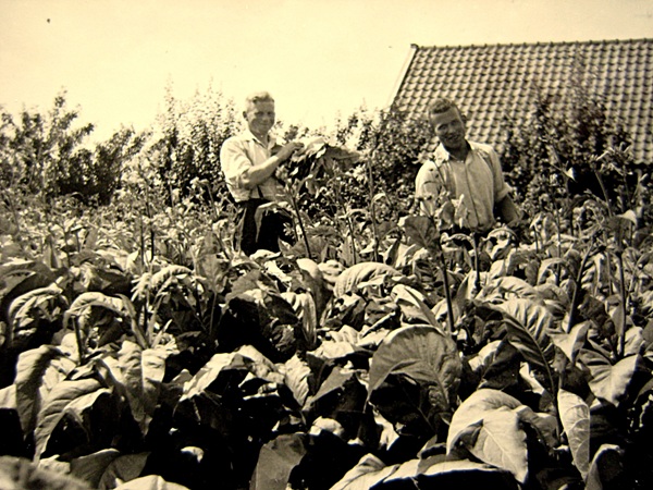 M.2. Jan en Wim Hofstede aan het tabak bossen. Coll. Riek Janssen Hofstede